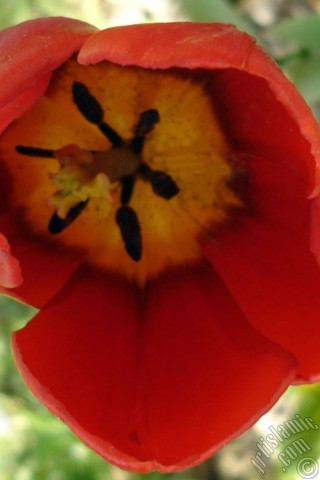 A mobile wallpaper and MMS picture for Apple iPhone 7s, 6s, 5s, 4s, Plus, iPods, iPads, New iPads, Samsung Galaxy S Series and Notes, Sony Ericsson Xperia, LG Mobile Phones, Tablets and Devices: Red Turkish-Ottoman Tulip photo.
