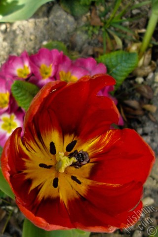 A mobile wallpaper and MMS picture for Apple iPhone 7s, 6s, 5s, 4s, Plus, iPods, iPads, New iPads, Samsung Galaxy S Series and Notes, Sony Ericsson Xperia, LG Mobile Phones, Tablets and Devices: Red Turkish-Ottoman Tulip photo.
