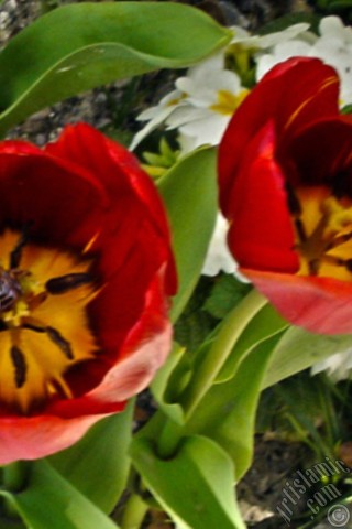 A mobile wallpaper and MMS picture for Apple iPhone 7s, 6s, 5s, 4s, Plus, iPods, iPads, New iPads, Samsung Galaxy S Series and Notes, Sony Ericsson Xperia, LG Mobile Phones, Tablets and Devices: Red Turkish-Ottoman Tulip photo.
