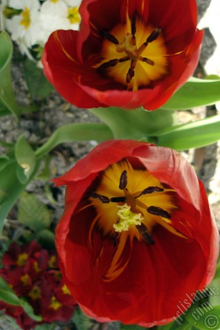 A mobile wallpaper and MMS picture for Apple iPhone 7s, 6s, 5s, 4s, Plus, iPods, iPads, New iPads, Samsung Galaxy S Series and Notes, Sony Ericsson Xperia, LG Mobile Phones, Tablets and Devices: Red Turkish-Ottoman Tulip photo.
