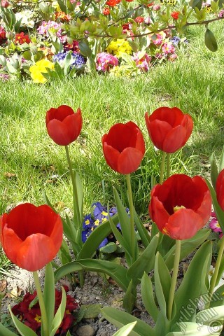 A mobile wallpaper and MMS picture for Apple iPhone 7s, 6s, 5s, 4s, Plus, iPods, iPads, New iPads, Samsung Galaxy S Series and Notes, Sony Ericsson Xperia, LG Mobile Phones, Tablets and Devices: Red Turkish-Ottoman Tulip photo.
