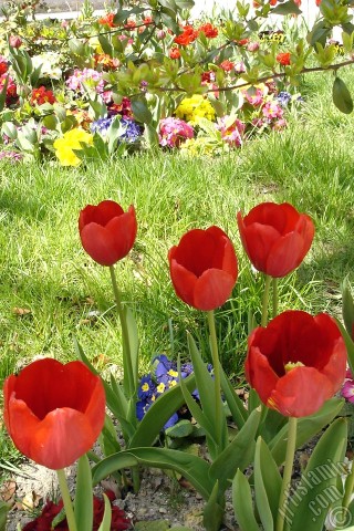 A mobile wallpaper and MMS picture for Apple iPhone 7s, 6s, 5s, 4s, Plus, iPods, iPads, New iPads, Samsung Galaxy S Series and Notes, Sony Ericsson Xperia, LG Mobile Phones, Tablets and Devices: Red Turkish-Ottoman Tulip photo.
