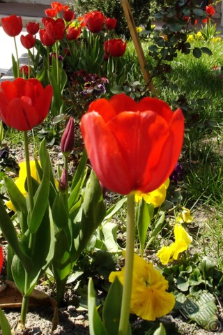 A mobile wallpaper and MMS picture for Apple iPhone 7s, 6s, 5s, 4s, Plus, iPods, iPads, New iPads, Samsung Galaxy S Series and Notes, Sony Ericsson Xperia, LG Mobile Phones, Tablets and Devices: Red Turkish-Ottoman Tulip photo.
