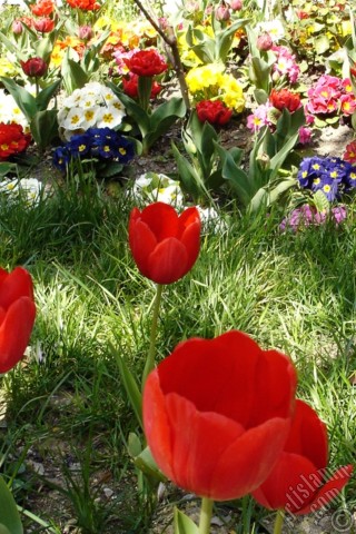 A mobile wallpaper and MMS picture for Apple iPhone 7s, 6s, 5s, 4s, Plus, iPods, iPads, New iPads, Samsung Galaxy S Series and Notes, Sony Ericsson Xperia, LG Mobile Phones, Tablets and Devices: Red Turkish-Ottoman Tulip photo.
