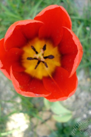 A mobile wallpaper and MMS picture for Apple iPhone 7s, 6s, 5s, 4s, Plus, iPods, iPads, New iPads, Samsung Galaxy S Series and Notes, Sony Ericsson Xperia, LG Mobile Phones, Tablets and Devices: Red Turkish-Ottoman Tulip photo.
