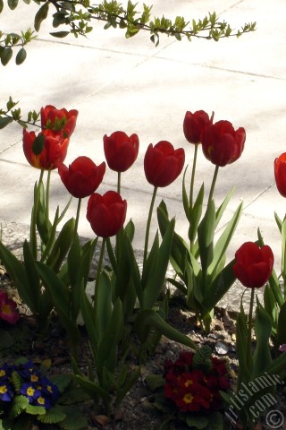 A mobile wallpaper and MMS picture for Apple iPhone 7s, 6s, 5s, 4s, Plus, iPods, iPads, New iPads, Samsung Galaxy S Series and Notes, Sony Ericsson Xperia, LG Mobile Phones, Tablets and Devices: Red Turkish-Ottoman Tulip photo.
