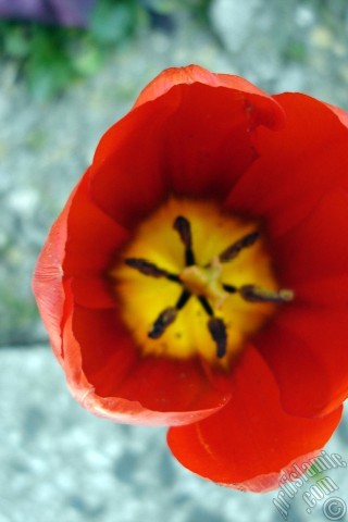 A mobile wallpaper and MMS picture for Apple iPhone 7s, 6s, 5s, 4s, Plus, iPods, iPads, New iPads, Samsung Galaxy S Series and Notes, Sony Ericsson Xperia, LG Mobile Phones, Tablets and Devices: Red Turkish-Ottoman Tulip photo.
