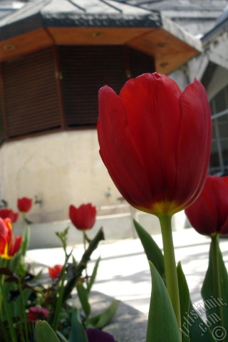 A mobile wallpaper and MMS picture for Apple iPhone 7s, 6s, 5s, 4s, Plus, iPods, iPads, New iPads, Samsung Galaxy S Series and Notes, Sony Ericsson Xperia, LG Mobile Phones, Tablets and Devices: Red Turkish-Ottoman Tulip photo.
