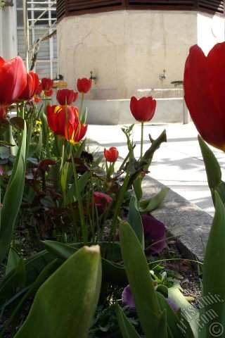 A mobile wallpaper and MMS picture for Apple iPhone 7s, 6s, 5s, 4s, Plus, iPods, iPads, New iPads, Samsung Galaxy S Series and Notes, Sony Ericsson Xperia, LG Mobile Phones, Tablets and Devices: Red Turkish-Ottoman Tulip photo.
