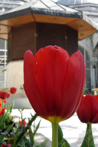 A mobile wallpaper and MMS picture for Apple iPhone 7s, 6s, 5s, 4s, Plus, iPods, iPads, New iPads, Samsung Galaxy S Series and Notes, Sony Ericsson Xperia, LG Mobile Phones, Tablets and Devices: Red Turkish-Ottoman Tulip photo.
