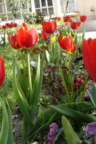 A mobile wallpaper and MMS picture for Apple iPhone 7s, 6s, 5s, 4s, Plus, iPods, iPads, New iPads, Samsung Galaxy S Series and Notes, Sony Ericsson Xperia, LG Mobile Phones, Tablets and Devices: Red Turkish-Ottoman Tulip photo.
