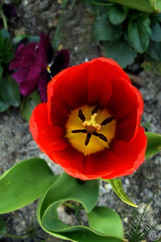 A mobile wallpaper and MMS picture for Apple iPhone 7s, 6s, 5s, 4s, Plus, iPods, iPads, New iPads, Samsung Galaxy S Series and Notes, Sony Ericsson Xperia, LG Mobile Phones, Tablets and Devices: Red Turkish-Ottoman Tulip photo.
