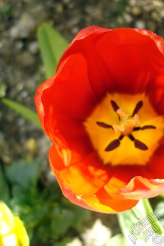 A mobile wallpaper and MMS picture for Apple iPhone 7s, 6s, 5s, 4s, Plus, iPods, iPads, New iPads, Samsung Galaxy S Series and Notes, Sony Ericsson Xperia, LG Mobile Phones, Tablets and Devices: Red Turkish-Ottoman Tulip photo.
