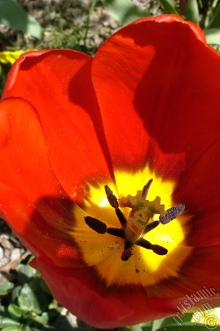 A mobile wallpaper and MMS picture for Apple iPhone 7s, 6s, 5s, 4s, Plus, iPods, iPads, New iPads, Samsung Galaxy S Series and Notes, Sony Ericsson Xperia, LG Mobile Phones, Tablets and Devices: Red Turkish-Ottoman Tulip photo.
