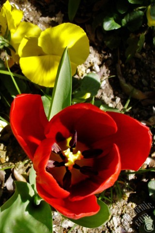 A mobile wallpaper and MMS picture for Apple iPhone 7s, 6s, 5s, 4s, Plus, iPods, iPads, New iPads, Samsung Galaxy S Series and Notes, Sony Ericsson Xperia, LG Mobile Phones, Tablets and Devices: Red Turkish-Ottoman Tulip photo.
