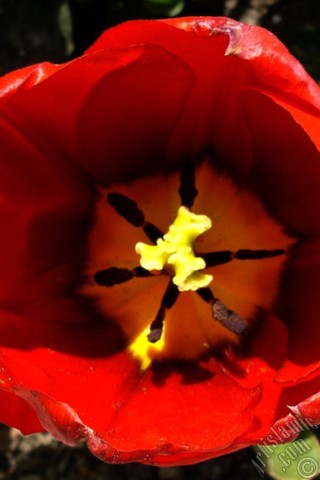A mobile wallpaper and MMS picture for Apple iPhone 7s, 6s, 5s, 4s, Plus, iPods, iPads, New iPads, Samsung Galaxy S Series and Notes, Sony Ericsson Xperia, LG Mobile Phones, Tablets and Devices: Red Turkish-Ottoman Tulip photo.
