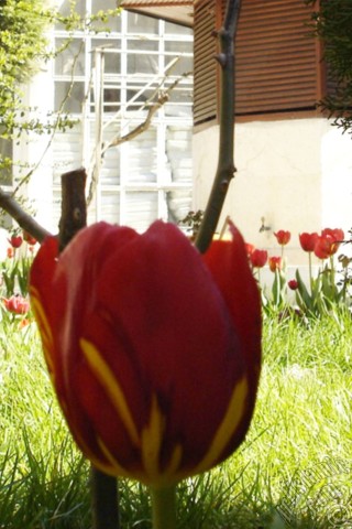 A mobile wallpaper and MMS picture for Apple iPhone 7s, 6s, 5s, 4s, Plus, iPods, iPads, New iPads, Samsung Galaxy S Series and Notes, Sony Ericsson Xperia, LG Mobile Phones, Tablets and Devices: Red-yellow color Turkish-Ottoman Tulip photo.
