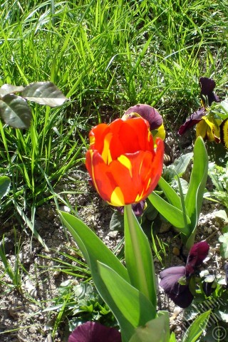 A mobile wallpaper and MMS picture for Apple iPhone 7s, 6s, 5s, 4s, Plus, iPods, iPads, New iPads, Samsung Galaxy S Series and Notes, Sony Ericsson Xperia, LG Mobile Phones, Tablets and Devices: Red-yellow color Turkish-Ottoman Tulip photo.
