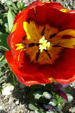 A mobile wallpaper and MMS picture for Apple iPhone 7s, 6s, 5s, 4s, Plus, iPods, iPads, New iPads, Samsung Galaxy S Series and Notes, Sony Ericsson Xperia, LG Mobile Phones, Tablets and Devices: Red-yellow color Turkish-Ottoman Tulip photo.
