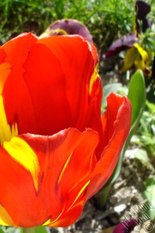 A mobile wallpaper and MMS picture for Apple iPhone 7s, 6s, 5s, 4s, Plus, iPods, iPads, New iPads, Samsung Galaxy S Series and Notes, Sony Ericsson Xperia, LG Mobile Phones, Tablets and Devices: Red-yellow color Turkish-Ottoman Tulip photo.
