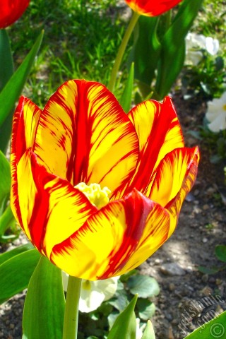 A mobile wallpaper and MMS picture for Apple iPhone 7s, 6s, 5s, 4s, Plus, iPods, iPads, New iPads, Samsung Galaxy S Series and Notes, Sony Ericsson Xperia, LG Mobile Phones, Tablets and Devices: Red-yellow color Turkish-Ottoman Tulip photo.
