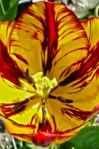 A mobile wallpaper and MMS picture for Apple iPhone 7s, 6s, 5s, 4s, Plus, iPods, iPads, New iPads, Samsung Galaxy S Series and Notes, Sony Ericsson Xperia, LG Mobile Phones, Tablets and Devices: Red-yellow color Turkish-Ottoman Tulip photo.

