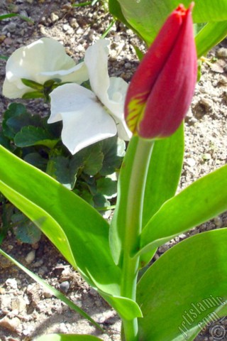 A mobile wallpaper and MMS picture for Apple iPhone 7s, 6s, 5s, 4s, Plus, iPods, iPads, New iPads, Samsung Galaxy S Series and Notes, Sony Ericsson Xperia, LG Mobile Phones, Tablets and Devices: Red-yellow color Turkish-Ottoman Tulip photo.
