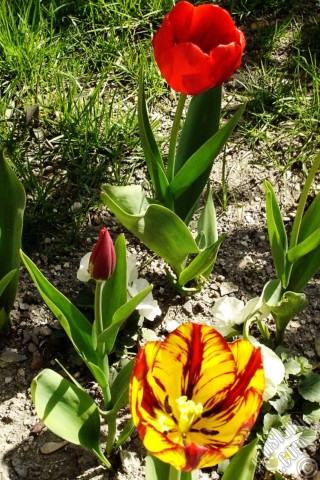A mobile wallpaper and MMS picture for Apple iPhone 7s, 6s, 5s, 4s, Plus, iPods, iPads, New iPads, Samsung Galaxy S Series and Notes, Sony Ericsson Xperia, LG Mobile Phones, Tablets and Devices: Red-yellow color Turkish-Ottoman Tulip photo.
