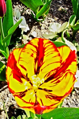A mobile wallpaper and MMS picture for Apple iPhone 7s, 6s, 5s, 4s, Plus, iPods, iPads, New iPads, Samsung Galaxy S Series and Notes, Sony Ericsson Xperia, LG Mobile Phones, Tablets and Devices: Red-yellow color Turkish-Ottoman Tulip photo.
