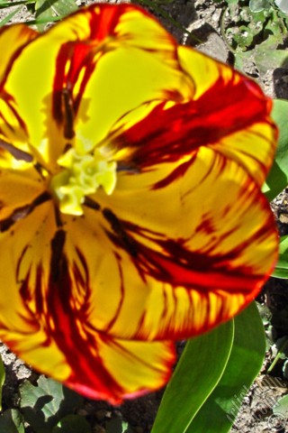 A mobile wallpaper and MMS picture for Apple iPhone 7s, 6s, 5s, 4s, Plus, iPods, iPads, New iPads, Samsung Galaxy S Series and Notes, Sony Ericsson Xperia, LG Mobile Phones, Tablets and Devices: Red-yellow color Turkish-Ottoman Tulip photo.

