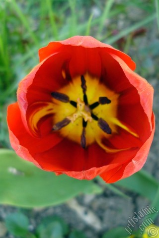 A mobile wallpaper and MMS picture for Apple iPhone 7s, 6s, 5s, 4s, Plus, iPods, iPads, New iPads, Samsung Galaxy S Series and Notes, Sony Ericsson Xperia, LG Mobile Phones, Tablets and Devices: Red-yellow color Turkish-Ottoman Tulip photo.
