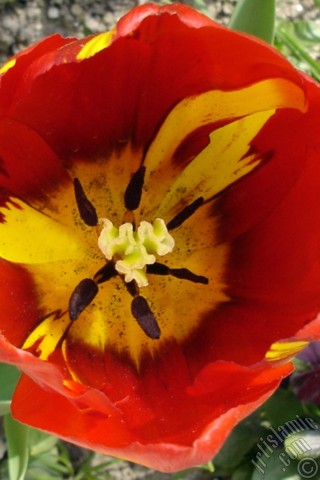 A mobile wallpaper and MMS picture for Apple iPhone 7s, 6s, 5s, 4s, Plus, iPods, iPads, New iPads, Samsung Galaxy S Series and Notes, Sony Ericsson Xperia, LG Mobile Phones, Tablets and Devices: Red-yellow color Turkish-Ottoman Tulip photo.
