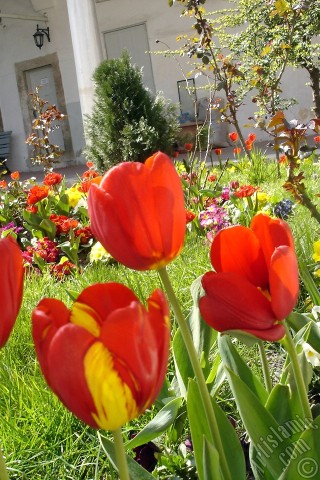 A mobile wallpaper and MMS picture for Apple iPhone 7s, 6s, 5s, 4s, Plus, iPods, iPads, New iPads, Samsung Galaxy S Series and Notes, Sony Ericsson Xperia, LG Mobile Phones, Tablets and Devices: Red-yellow color Turkish-Ottoman Tulip photo.
