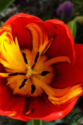 A mobile wallpaper and MMS picture for Apple iPhone 7s, 6s, 5s, 4s, Plus, iPods, iPads, New iPads, Samsung Galaxy S Series and Notes, Sony Ericsson Xperia, LG Mobile Phones, Tablets and Devices: Red-yellow color Turkish-Ottoman Tulip photo.
