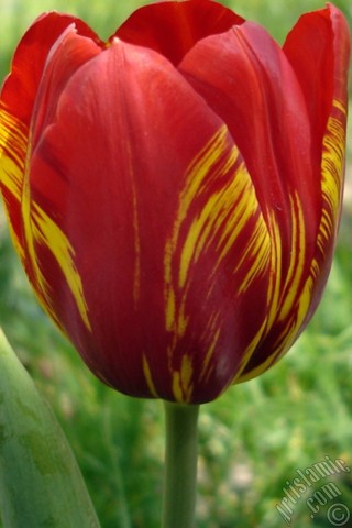 A mobile wallpaper and MMS picture for Apple iPhone 7s, 6s, 5s, 4s, Plus, iPods, iPads, New iPads, Samsung Galaxy S Series and Notes, Sony Ericsson Xperia, LG Mobile Phones, Tablets and Devices: Red-yellow color Turkish-Ottoman Tulip photo.
