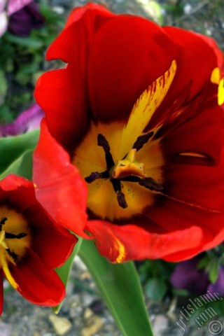 A mobile wallpaper and MMS picture for Apple iPhone 7s, 6s, 5s, 4s, Plus, iPods, iPads, New iPads, Samsung Galaxy S Series and Notes, Sony Ericsson Xperia, LG Mobile Phones, Tablets and Devices: Red-yellow color Turkish-Ottoman Tulip photo.
