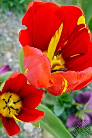A mobile wallpaper and MMS picture for Apple iPhone 7s, 6s, 5s, 4s, Plus, iPods, iPads, New iPads, Samsung Galaxy S Series and Notes, Sony Ericsson Xperia, LG Mobile Phones, Tablets and Devices: Red-yellow color Turkish-Ottoman Tulip photo.
