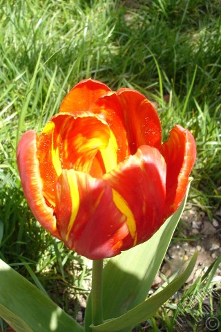 A mobile wallpaper and MMS picture for Apple iPhone 7s, 6s, 5s, 4s, Plus, iPods, iPads, New iPads, Samsung Galaxy S Series and Notes, Sony Ericsson Xperia, LG Mobile Phones, Tablets and Devices: Red-yellow color Turkish-Ottoman Tulip photo.
