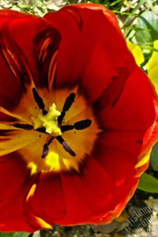 A mobile wallpaper and MMS picture for Apple iPhone 7s, 6s, 5s, 4s, Plus, iPods, iPads, New iPads, Samsung Galaxy S Series and Notes, Sony Ericsson Xperia, LG Mobile Phones, Tablets and Devices: Red-yellow color Turkish-Ottoman Tulip photo.

