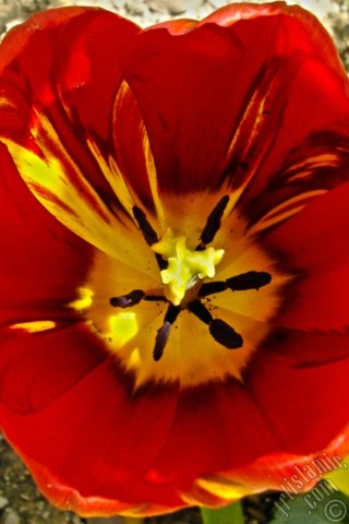A mobile wallpaper and MMS picture for Apple iPhone 7s, 6s, 5s, 4s, Plus, iPods, iPads, New iPads, Samsung Galaxy S Series and Notes, Sony Ericsson Xperia, LG Mobile Phones, Tablets and Devices: Red-yellow color Turkish-Ottoman Tulip photo.
