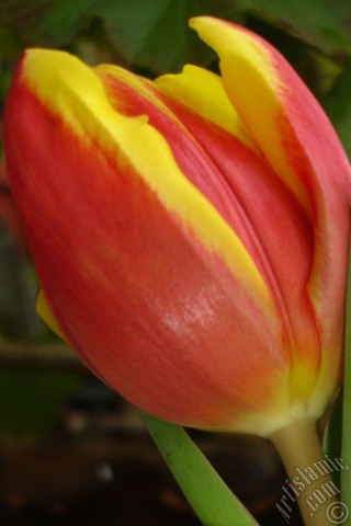 A mobile wallpaper and MMS picture for Apple iPhone 7s, 6s, 5s, 4s, Plus, iPods, iPads, New iPads, Samsung Galaxy S Series and Notes, Sony Ericsson Xperia, LG Mobile Phones, Tablets and Devices: Red-yellow color Turkish-Ottoman Tulip photo.
