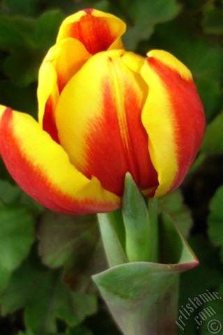 A mobile wallpaper and MMS picture for Apple iPhone 7s, 6s, 5s, 4s, Plus, iPods, iPads, New iPads, Samsung Galaxy S Series and Notes, Sony Ericsson Xperia, LG Mobile Phones, Tablets and Devices: Red-yellow color Turkish-Ottoman Tulip photo.
