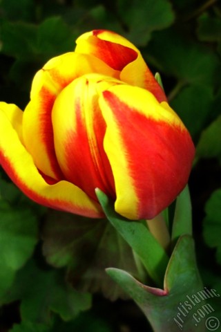 A mobile wallpaper and MMS picture for Apple iPhone 7s, 6s, 5s, 4s, Plus, iPods, iPads, New iPads, Samsung Galaxy S Series and Notes, Sony Ericsson Xperia, LG Mobile Phones, Tablets and Devices: Red-yellow color Turkish-Ottoman Tulip photo.
