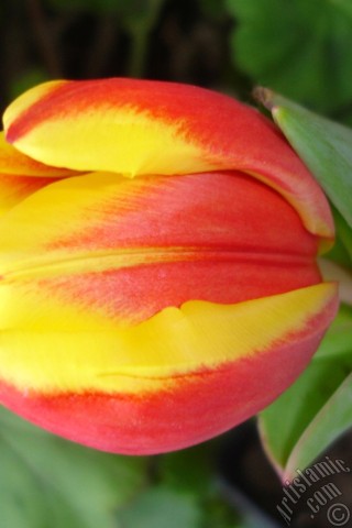 A mobile wallpaper and MMS picture for Apple iPhone 7s, 6s, 5s, 4s, Plus, iPods, iPads, New iPads, Samsung Galaxy S Series and Notes, Sony Ericsson Xperia, LG Mobile Phones, Tablets and Devices: Red-yellow color Turkish-Ottoman Tulip photo.
