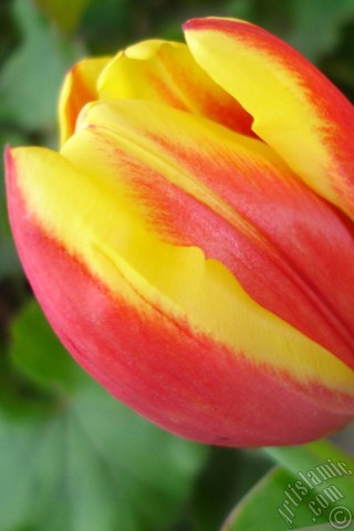 A mobile wallpaper and MMS picture for Apple iPhone 7s, 6s, 5s, 4s, Plus, iPods, iPads, New iPads, Samsung Galaxy S Series and Notes, Sony Ericsson Xperia, LG Mobile Phones, Tablets and Devices: Red-yellow color Turkish-Ottoman Tulip photo.

