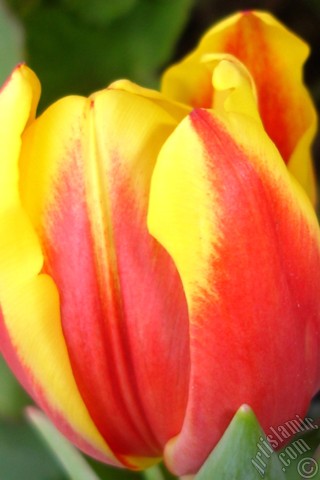 A mobile wallpaper and MMS picture for Apple iPhone 7s, 6s, 5s, 4s, Plus, iPods, iPads, New iPads, Samsung Galaxy S Series and Notes, Sony Ericsson Xperia, LG Mobile Phones, Tablets and Devices: Red-yellow color Turkish-Ottoman Tulip photo.
