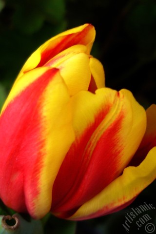 A mobile wallpaper and MMS picture for Apple iPhone 7s, 6s, 5s, 4s, Plus, iPods, iPads, New iPads, Samsung Galaxy S Series and Notes, Sony Ericsson Xperia, LG Mobile Phones, Tablets and Devices: Red-yellow color Turkish-Ottoman Tulip photo.
