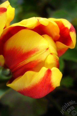 A mobile wallpaper and MMS picture for Apple iPhone 7s, 6s, 5s, 4s, Plus, iPods, iPads, New iPads, Samsung Galaxy S Series and Notes, Sony Ericsson Xperia, LG Mobile Phones, Tablets and Devices: Red-yellow color Turkish-Ottoman Tulip photo.

