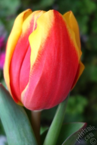 A mobile wallpaper and MMS picture for Apple iPhone 7s, 6s, 5s, 4s, Plus, iPods, iPads, New iPads, Samsung Galaxy S Series and Notes, Sony Ericsson Xperia, LG Mobile Phones, Tablets and Devices: Red-yellow color Turkish-Ottoman Tulip photo.
