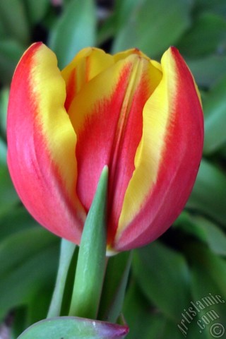 A mobile wallpaper and MMS picture for Apple iPhone 7s, 6s, 5s, 4s, Plus, iPods, iPads, New iPads, Samsung Galaxy S Series and Notes, Sony Ericsson Xperia, LG Mobile Phones, Tablets and Devices: Red-yellow color Turkish-Ottoman Tulip photo.
